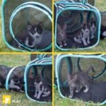 Kitty City Two-Way Play Tunnel product detail