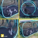 Kitty City Outdoor Kennel Catio mesh enclosure detail